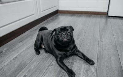 Early house training for puppies: kind routines that actually work