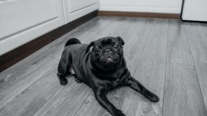 Early house training for puppies: kind routines that actually work