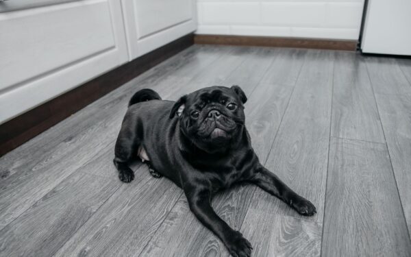 Early house training for puppies: kind routines that actually work