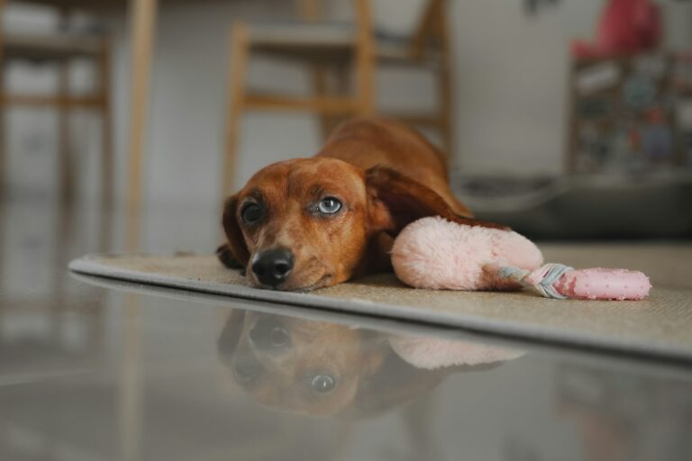 Puppy chewing toy