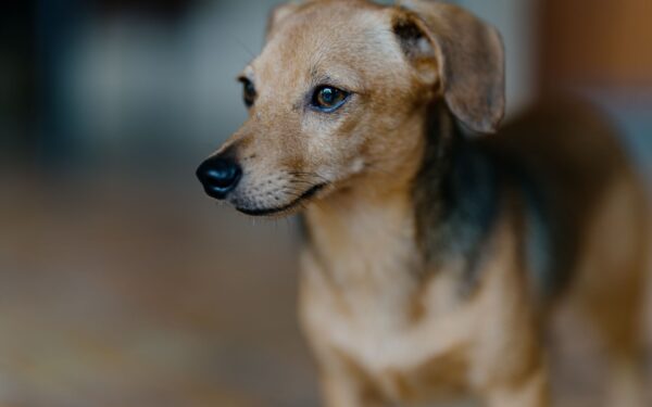 Early training basics for small-breed puppies: house manners, biting and calm confidence
