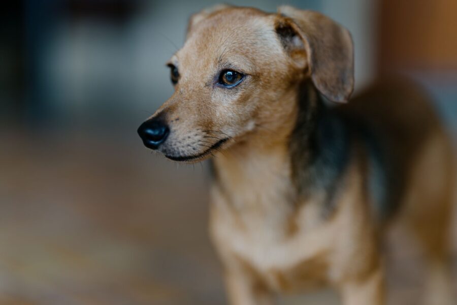 Small breed puppy