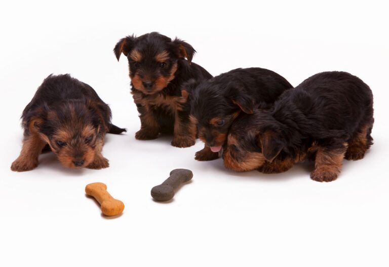 Small breed puppy