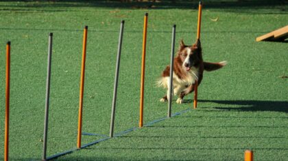 Easy backyard agility for dogs that keeps training fun and everyday