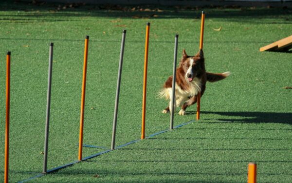 Easy backyard agility for dogs that keeps training fun and everyday