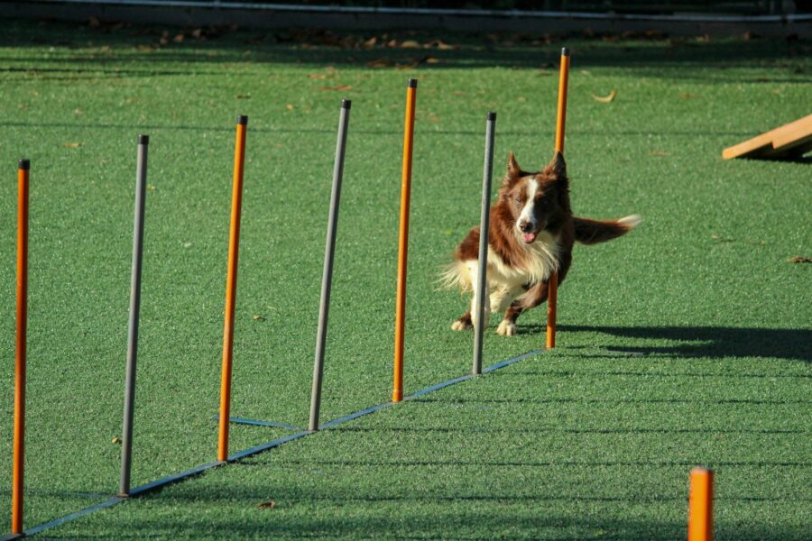 Dog backyard agility