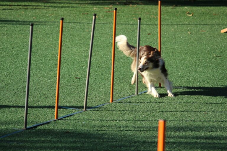 Dog backyard agility