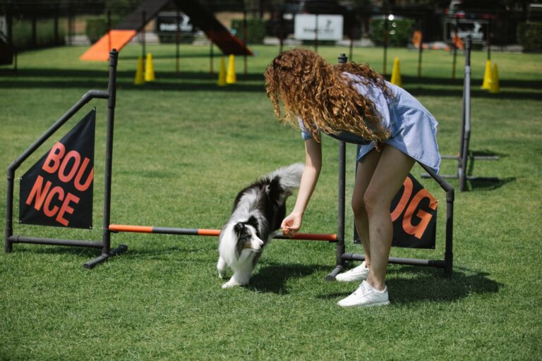Dog backyard agility