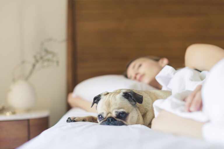 Dog resting bed
