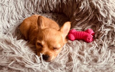 First nights with a new dog: gentle routines for sleep, comfort and fewer accidents