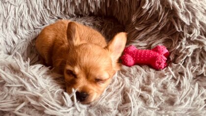 First nights with a new dog: gentle routines for sleep, comfort and fewer accidents
