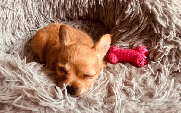 First nights with a new dog: gentle routines for sleep, comfort and fewer accidents