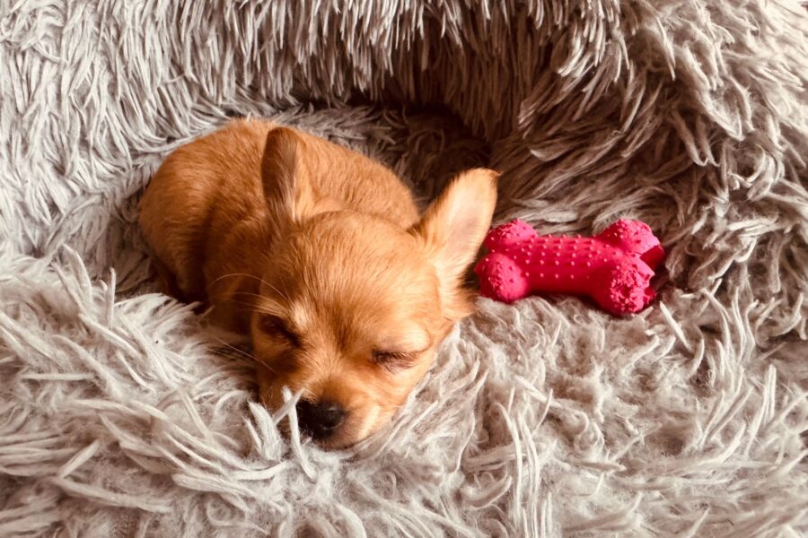 Small puppy sleeping