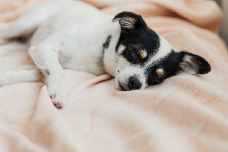 Small puppy sleeping