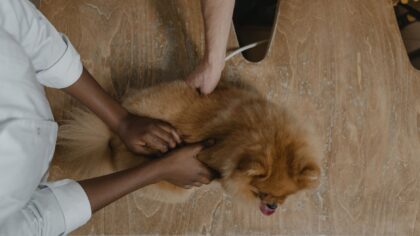 First vet visits for young dogs: what to expect, bring and ask