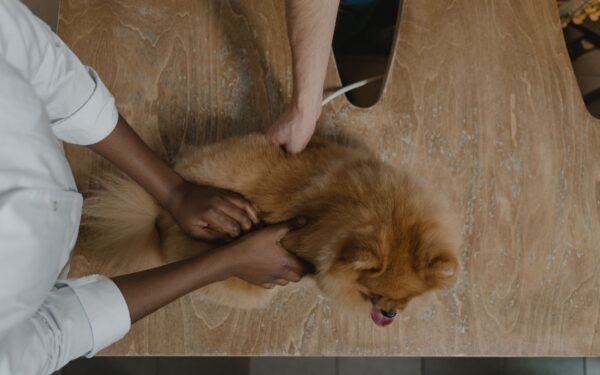 First vet visits for young dogs: what to expect, bring and ask