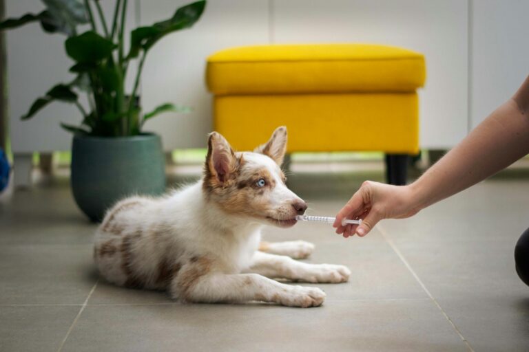 Puppy getting vaccination