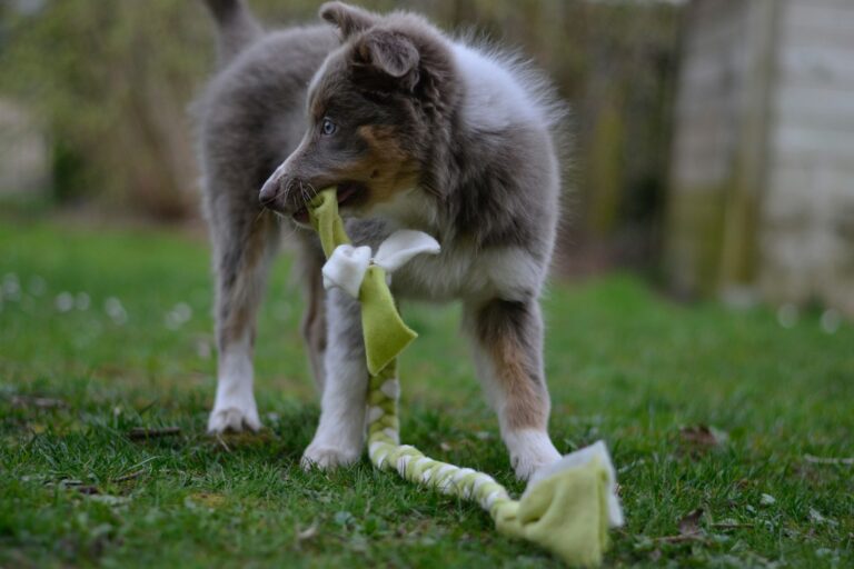 Australian shepherd puppy