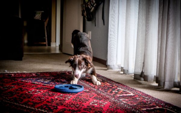 First weeks with a herding-breed youngster: calm guidance for a sharp mind