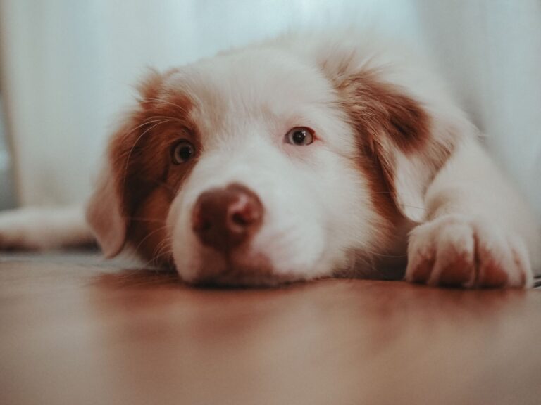 Border collie puppy