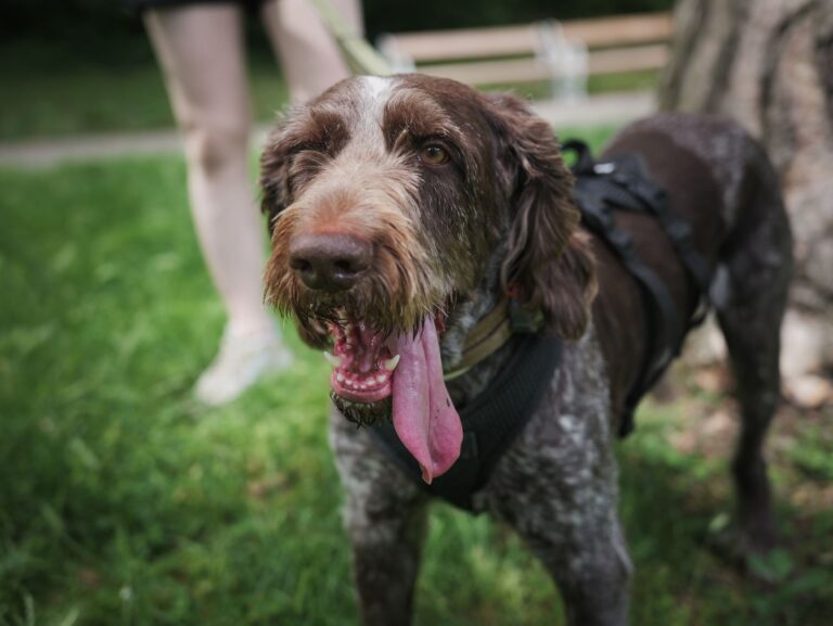 Owner walking medium