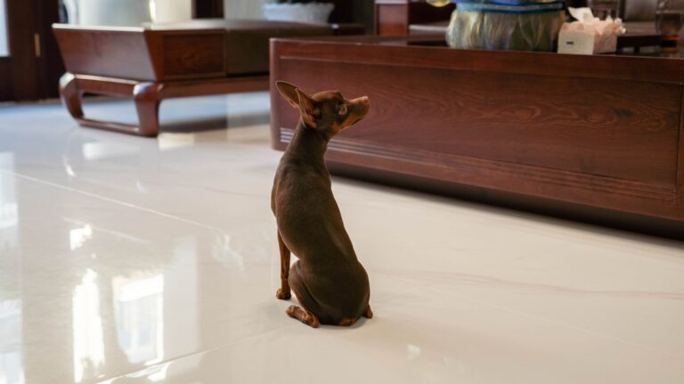 Small dog playpen