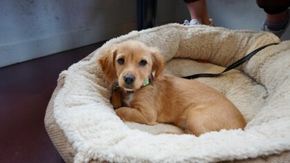 First weeks with a small-breed puppy at home: routines, care and gentle socialisation