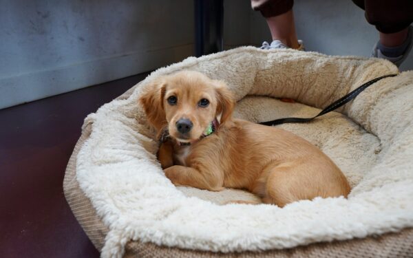 First weeks with a small-breed puppy at home: routines, care and gentle socialisation