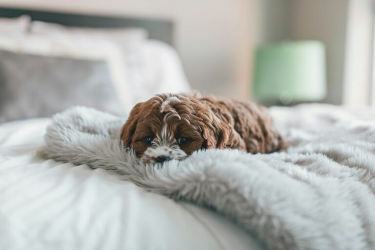 Small puppy indoors