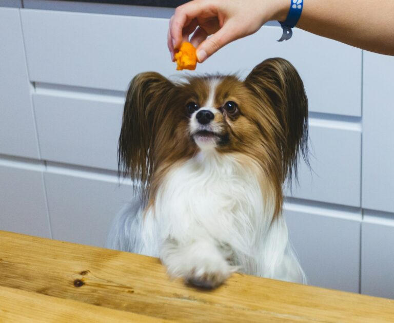 Dog near kitchen