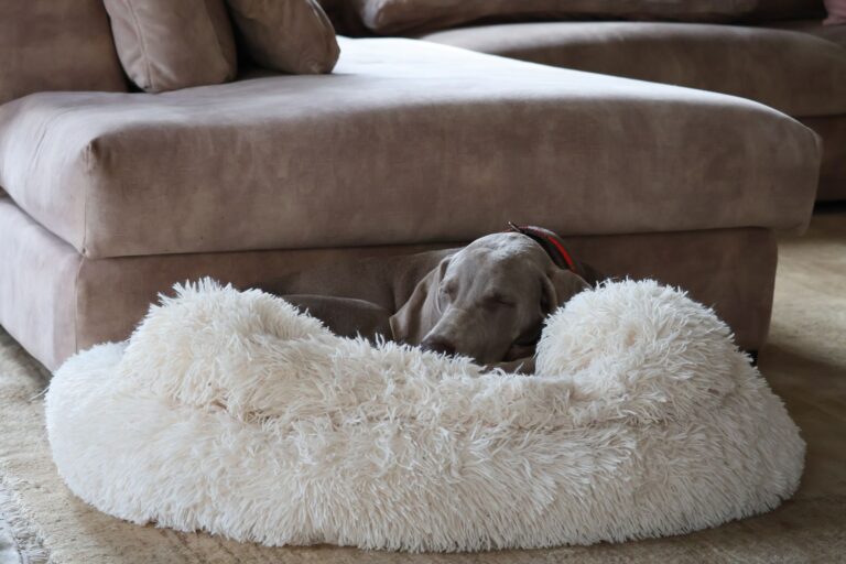 Giant dog indoors