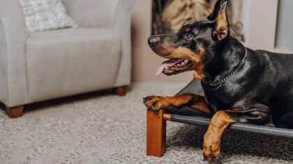 Gentle giants at home: living with extra‑large dogs from puppyhood to adulthood