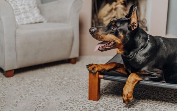 Gentle giants at home: living with extra‑large dogs from puppyhood to adulthood
