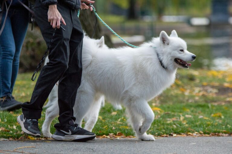 Giant dog walking