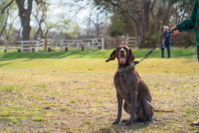 Big dog training