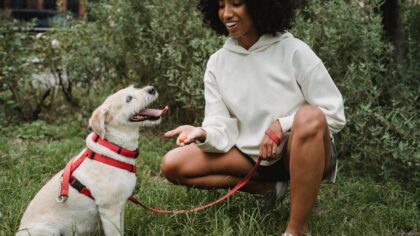 Gentle sit training for dogs: simple steps that fit into everyday life