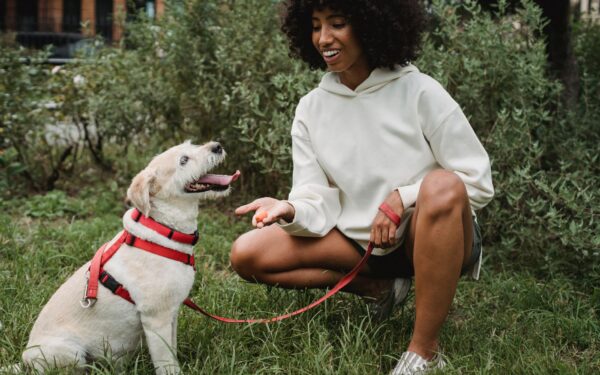 Gentle sit training for dogs: simple steps that fit into everyday life