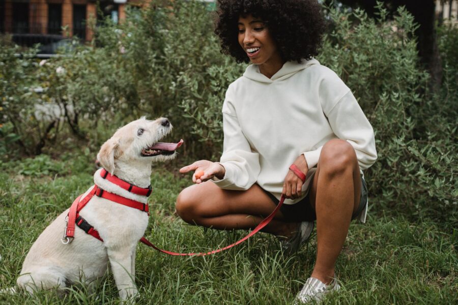 Dog training owner