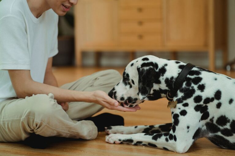 Dog training owner