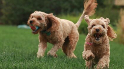 Gentle starts for active dogs: choosing higher-energy breeds without losing home comfort