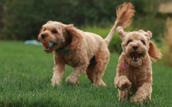 Gentle starts for active dogs: choosing higher-energy breeds without losing home comfort