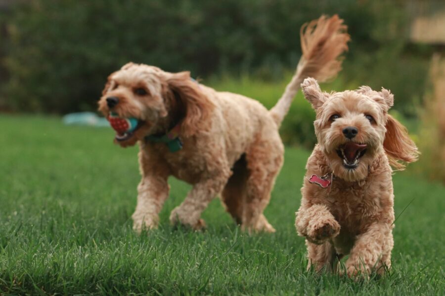 Happy active dog