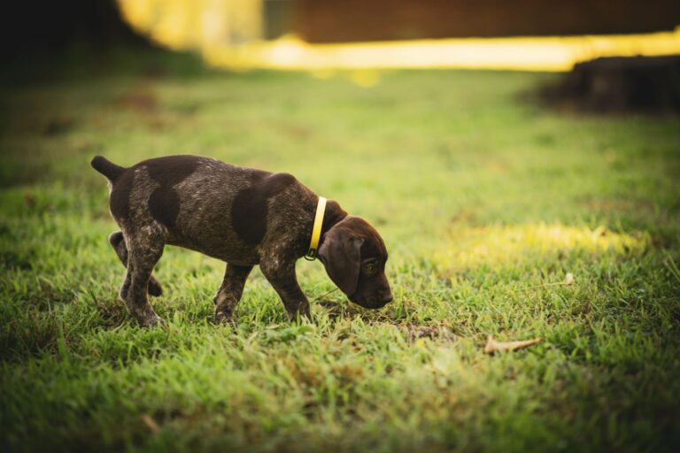 Dog sniffing grass