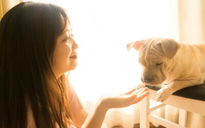 Gentle training for fearful dogs: building confidence step by step
