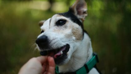 Healthy dog treats made simple: safe snack ideas and smarter portions