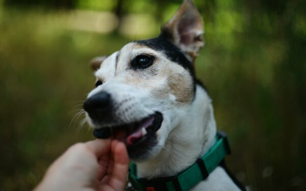 Healthy dog treats made simple: safe snack ideas and smarter portions