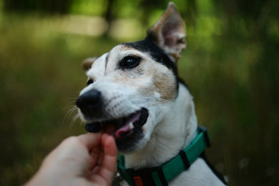 Happy dog receiving
