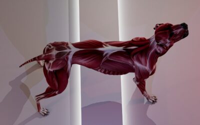 Helping an underweight dog gain weight in a healthy, gradual way