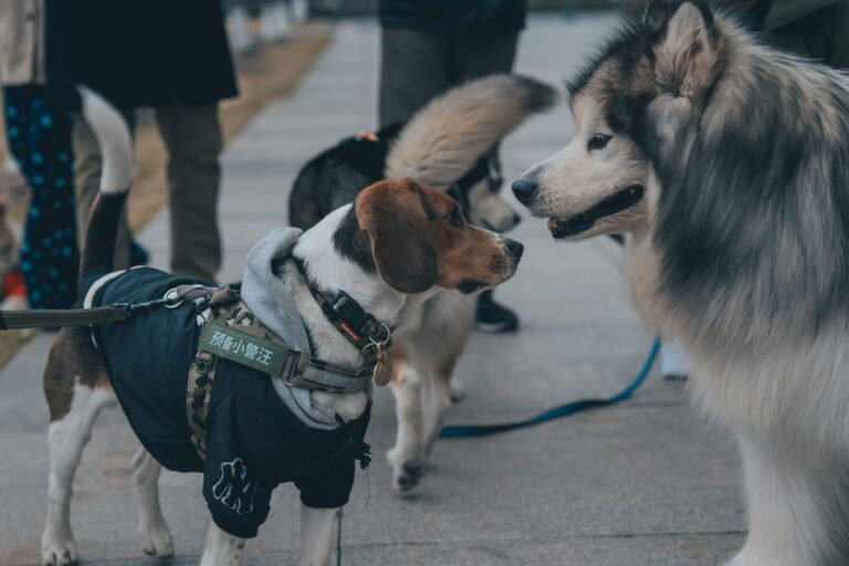 Dog meeting stranger