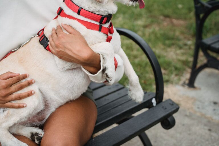 Nervous dog owner